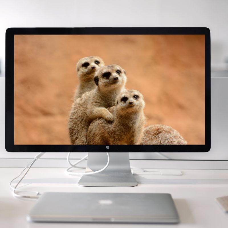 meerkats on a computer